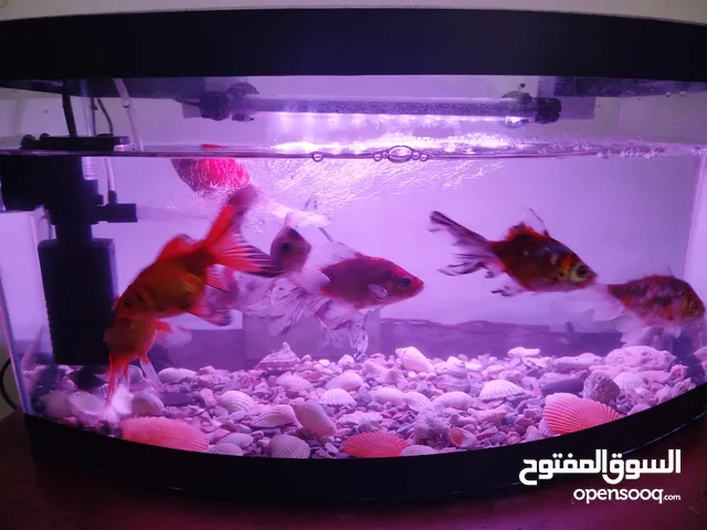حوض سمك للبدل على ببغاء الدرة