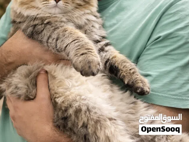 ذكر شيرازي تايغر بيور جاهز للتزاوج للبيع