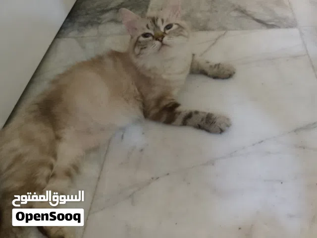 قطه هملايا مهجنه ..من ام هملايا .اب بريش بسكونش  نوعها يخبل