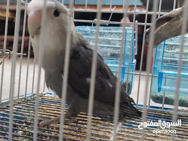 حبة روز اسود