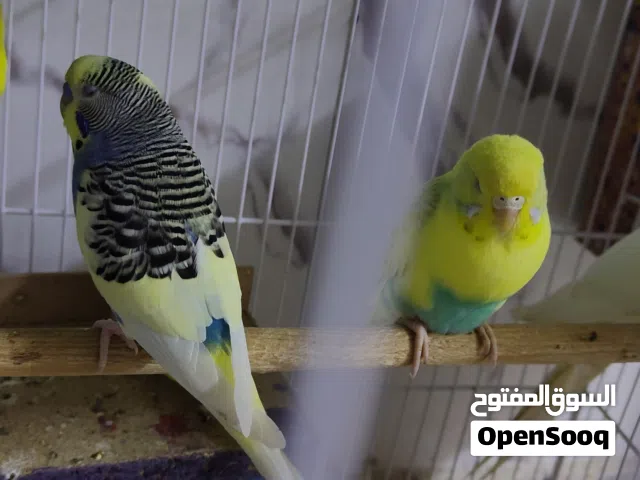 طيور الحب  شكري وتك هاجرمو
