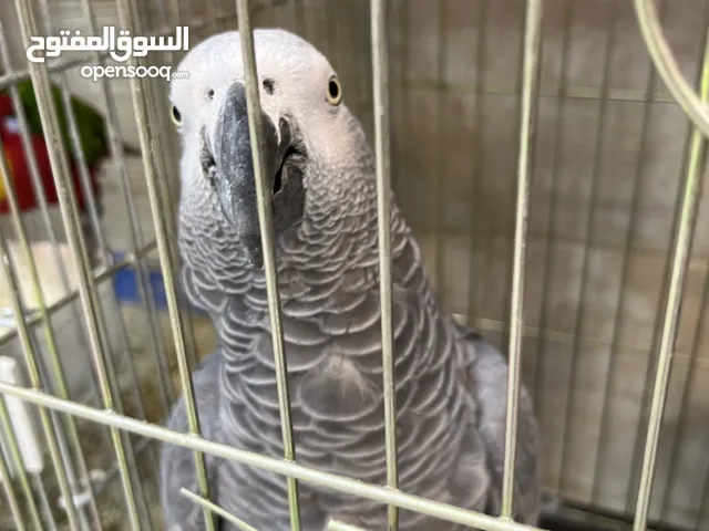 كاسكو اسطورة كلام بشر بصورة طير اقرأ المواصفات جيدا ضروري معرفة مواصفات الطير