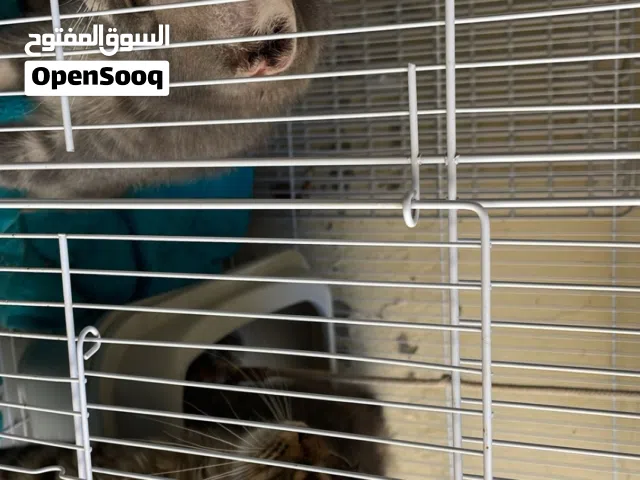 قطط شيرازيه