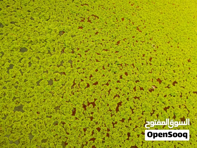 نبات الأزولا  العلف المجاني