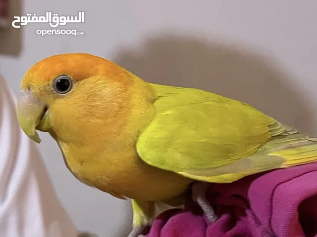 عصفور مــن نوع الروز سعر 100 وفوق