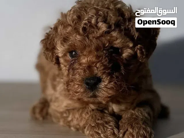 جراوي توي بودل Top Toy Poodle Puppies