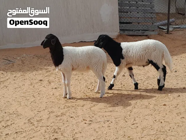 خروف وفطيمه خوات ربي يبارك عمرهم ف3شهور ناشطات ورويانات سلاله مشالله..