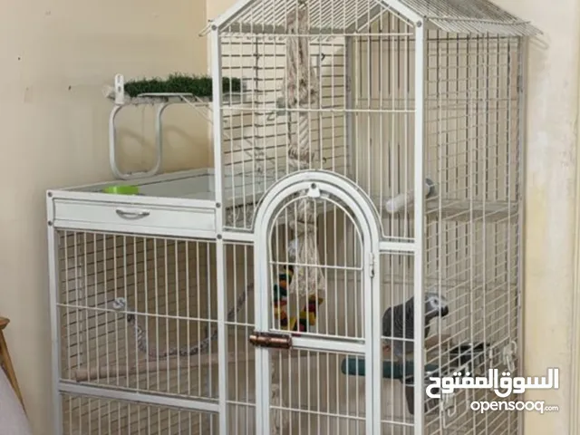 ببغاء كاسكو سوبر جامبو