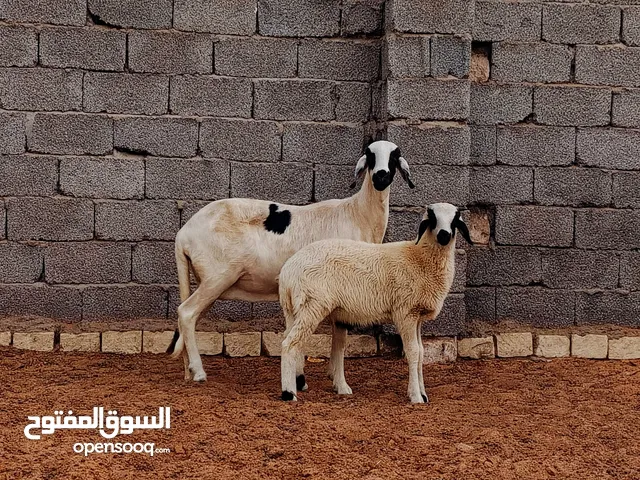 نعجة تحتها خروف للبيع