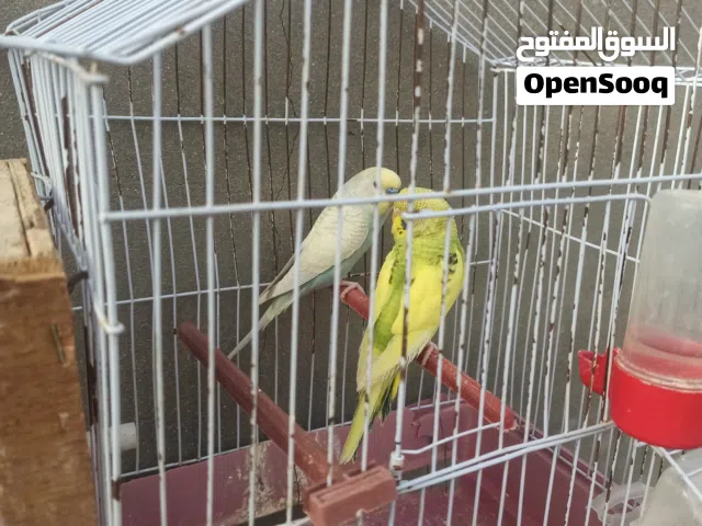 كوبيا ربي يبارك علها