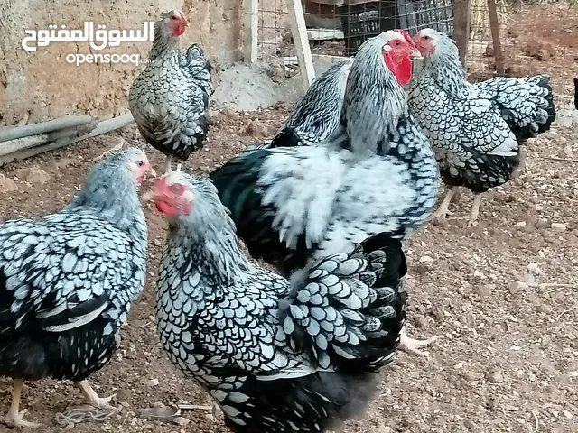 جاج ويندوت سيلفر