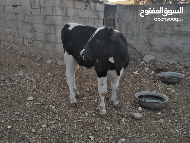 عجل نخب للبيع