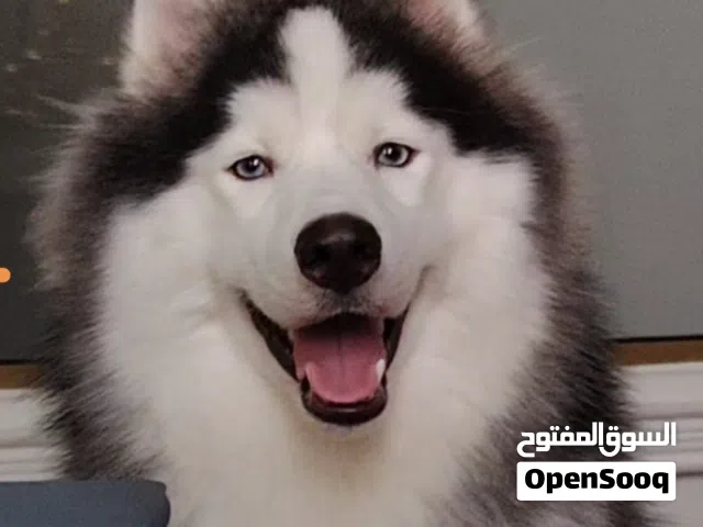 Malamute dog