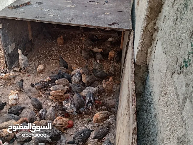 جاج بلدي فراخ