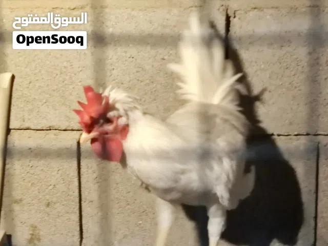 ديج ترثة افرك