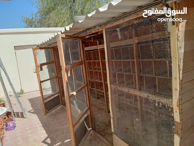 بيت خشب مع صناديق لتربية الحمام جاهز للنقل  Wooden house with boxes for Raising pigeons.