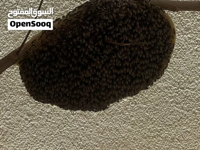 خلية نحل للبيع