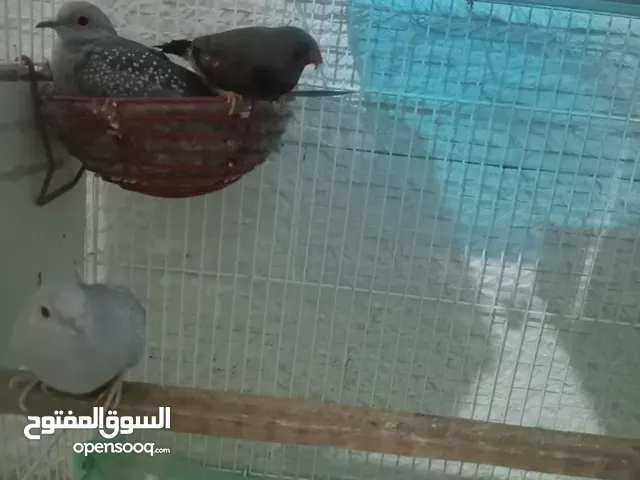 للبيع حمام ملكي و زيبرا