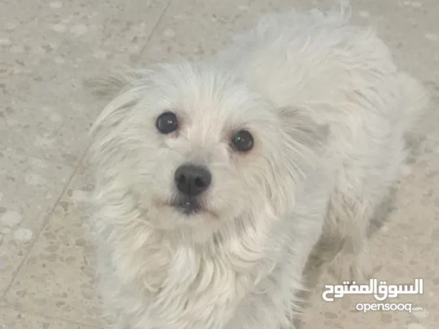 عدد 3 كلاب للبيع