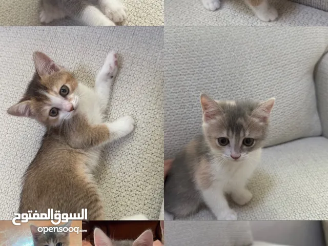 4 قطط برتش