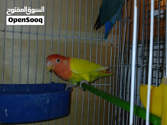 جوز روز شغالات