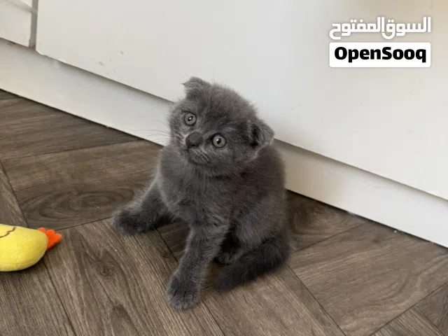 قطه كتن سكوتش فولد بلو للبيع