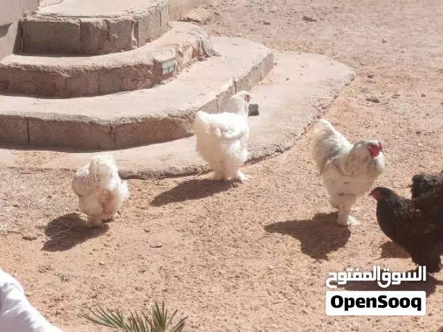 دجاج براهمي