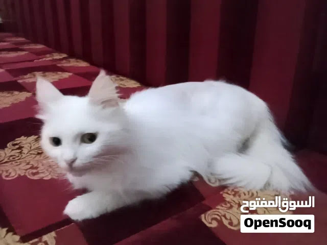 تبنى اوبيع قطة فارسية بيضاء شيرازى