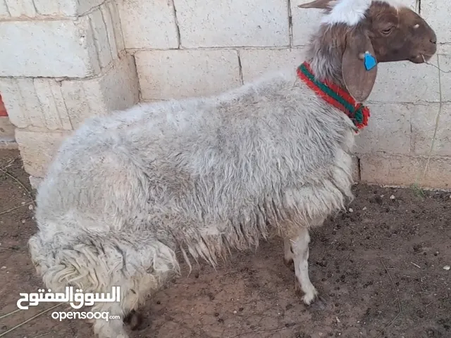 عقائق ذبائح نذر اضاحي بلدي للبيع