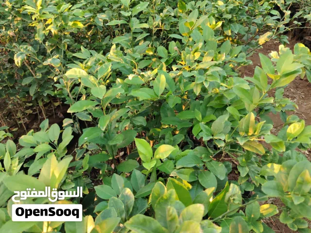 شتلات بالنج مطعم للبيع