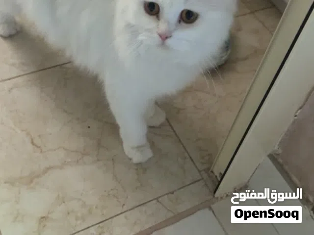 قطوه للتبني