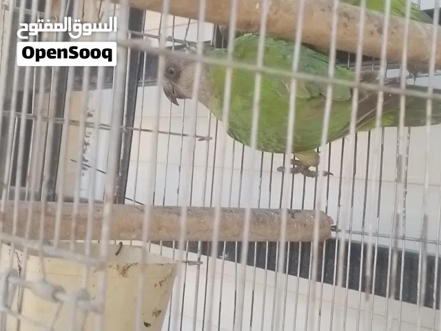 جوز ببغاء سنغالي للبيع او تبديل يتفضل