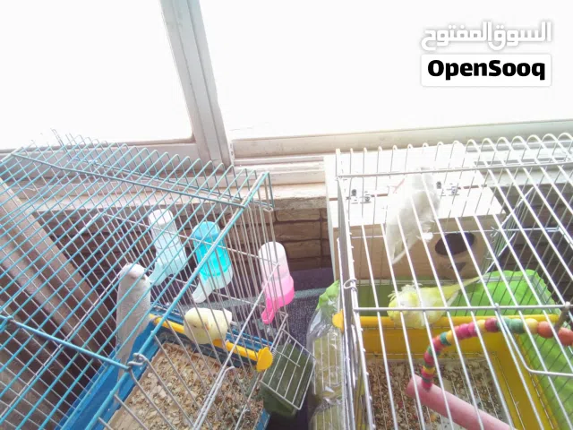 عصافير للبيع (اقرأ الوصف)