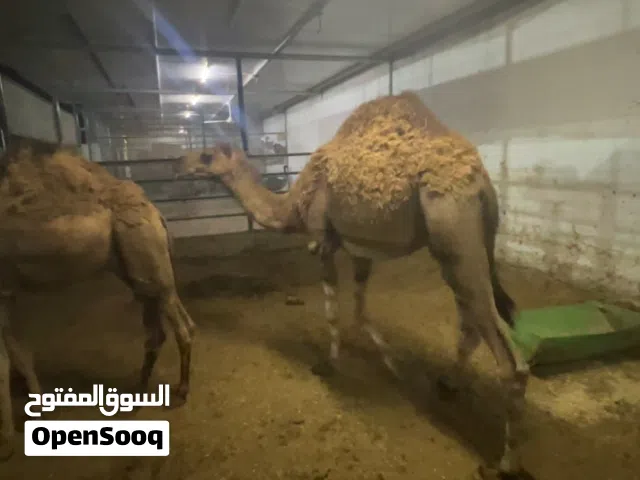 جمال للبيع