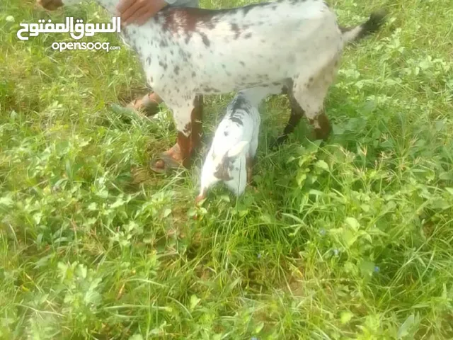 عنزه معاها ولدها