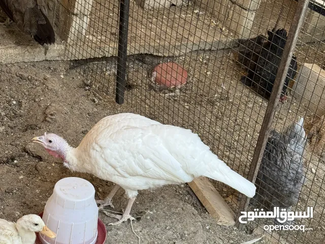 مشروع صغير كامل لبيع