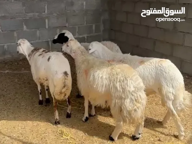 كبشان للبيع ماشاءالله تبارك الله اقرء الوصف