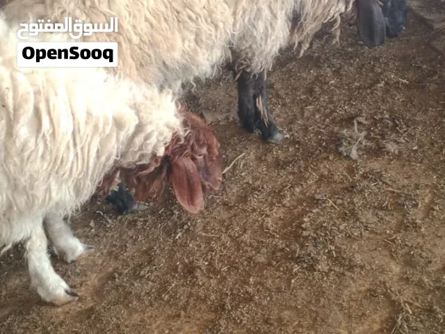 بسم الله ماشاء الله عبورتين نخب تربية البيت