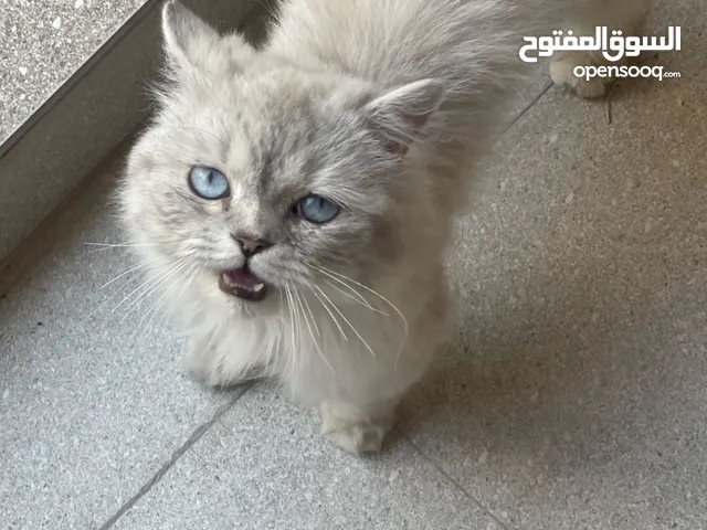 قط شانشيلا ذكر للبيع