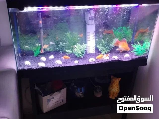حوض سمك 80 لتر للبدل على كلب