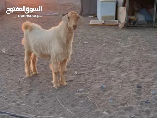 تيس من حلال الجواميد الأصيل