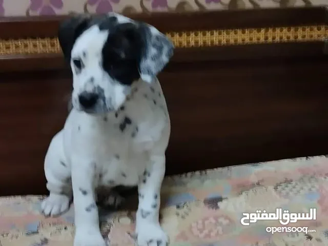 كلاب للبيع في تونس