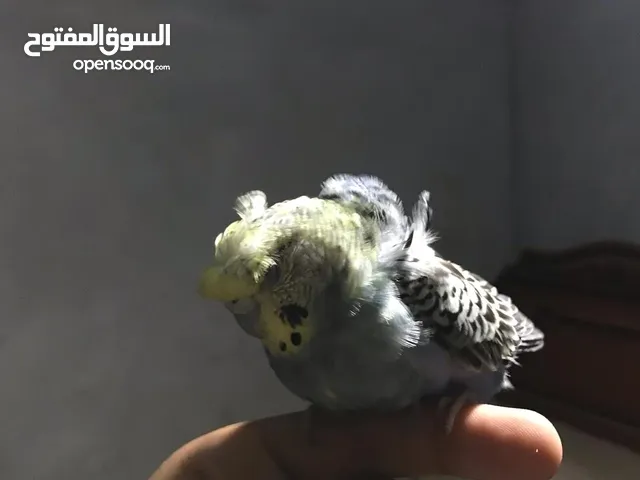 نتاية كوكتيل و ذكر استرالي و نتاية فلل