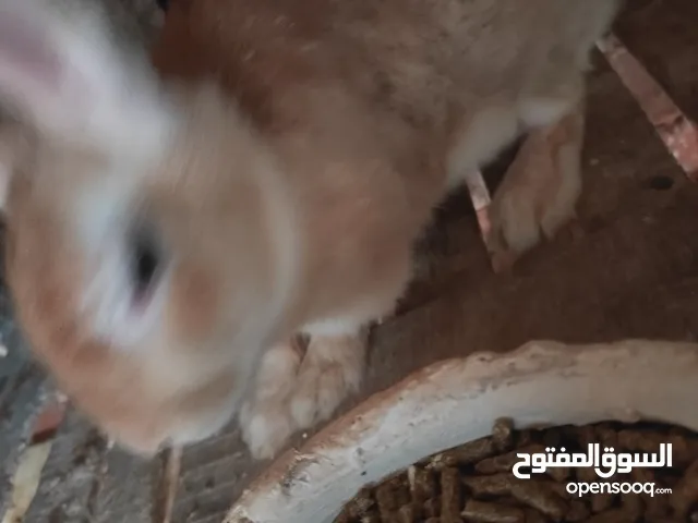 للبيع اي كميه