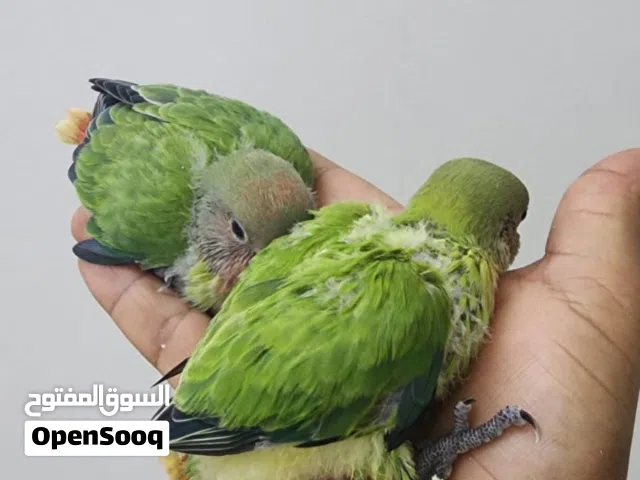 فروخ روز جرين اوبلاين