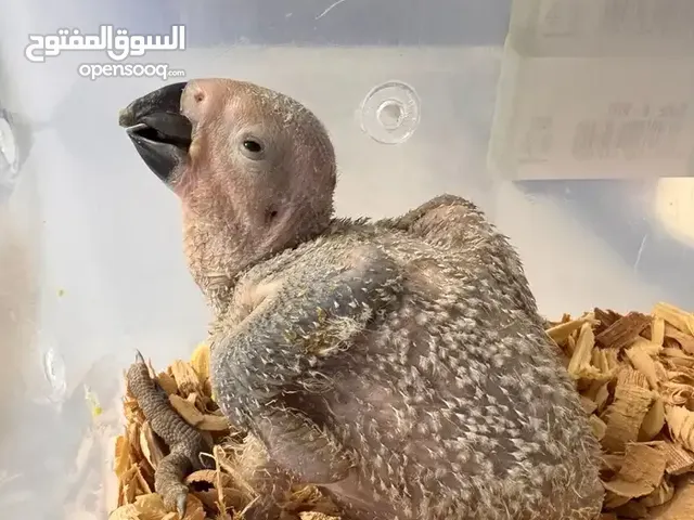 فرخ كاسكو للبيع