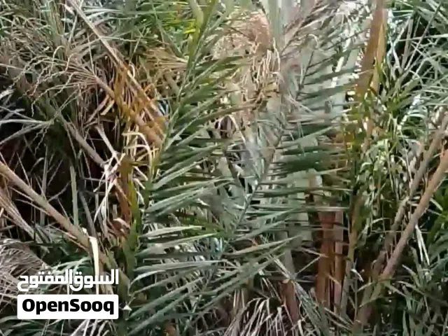 شجره نخيل معمره عمر 50 سنه للبيع