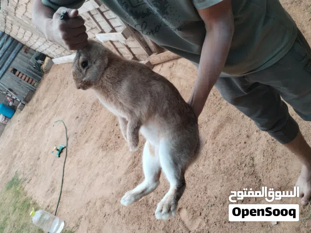 ارانب المانيات للبيع فصيلة ممتازة 2 ذكور و 5 اناث
