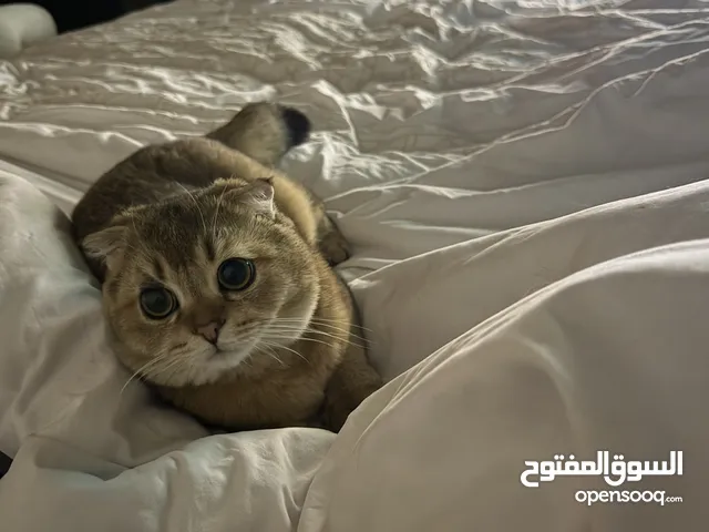 قطة سكوتش فولد ذكر