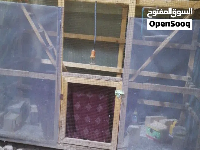 غفص للبيع السعر 150 وبي مجال